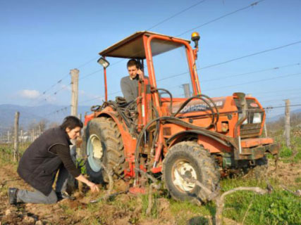 tracteur domaine viticole